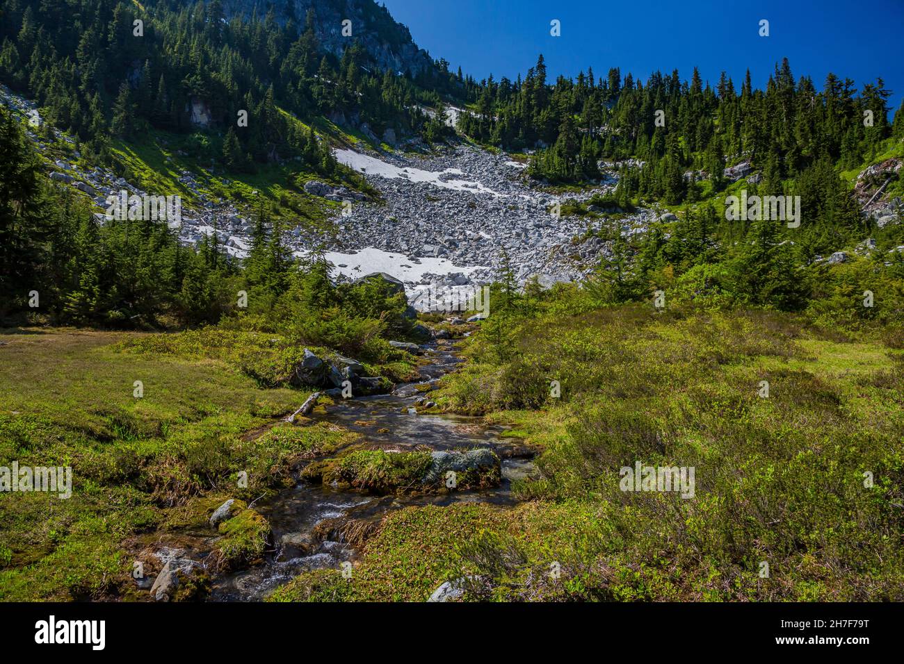 High Meadow vicino al lago Trap lungo il Pacific Crest Trail, Mount Baker-Snoqualmie National Forest, Washington state, USA Foto Stock