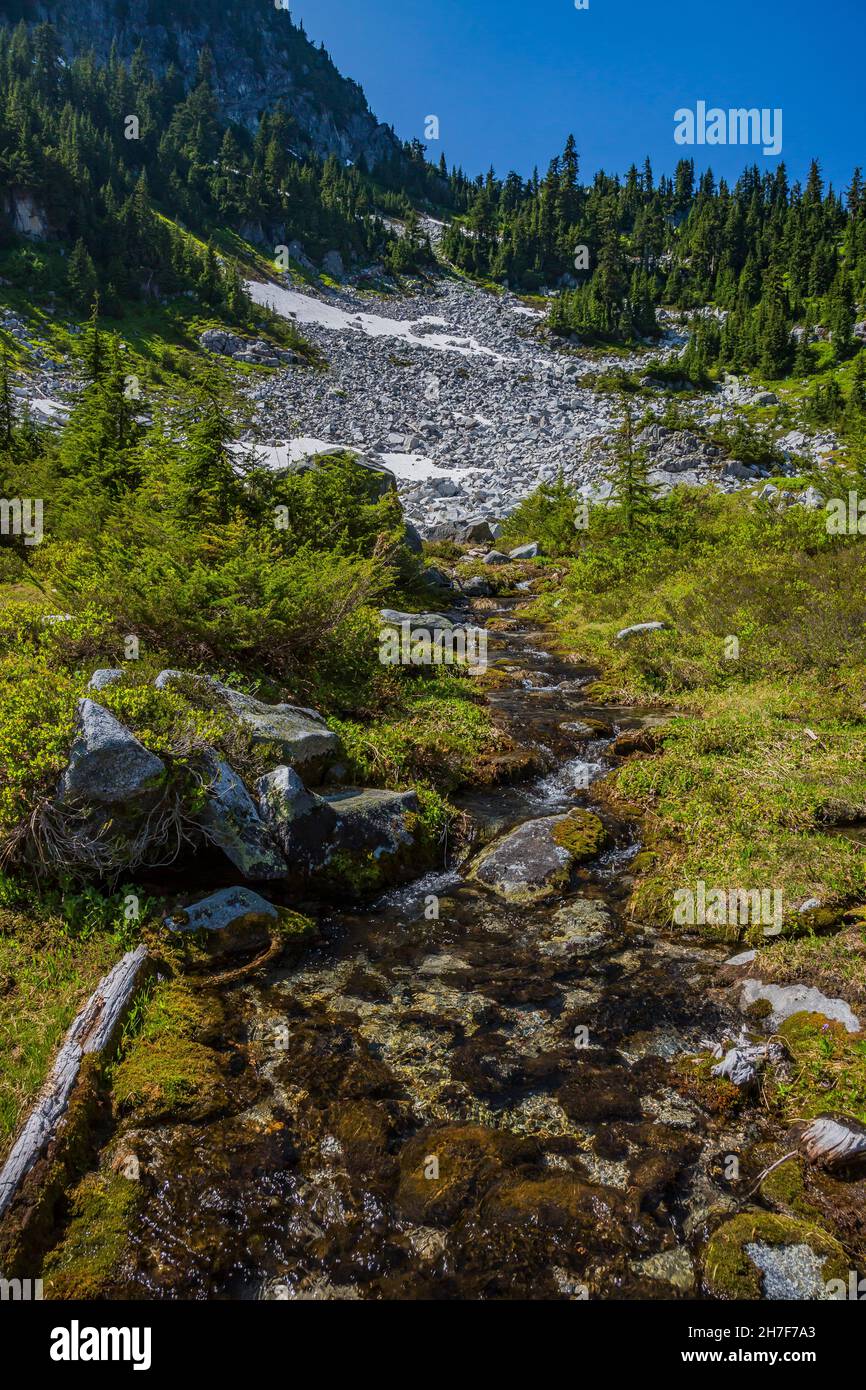 High Meadow vicino al lago Trap lungo il Pacific Crest Trail, Mount Baker-Snoqualmie National Forest, Washington state, USA Foto Stock