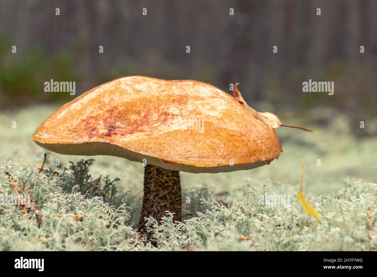 Grande boleto di testa arancione in muschio in autunno foresta in primo piano Foto Stock