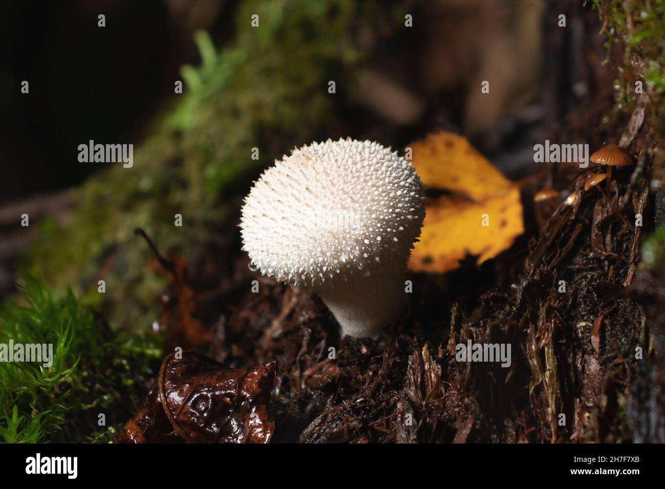 I funghi di licoperdon perlatum commestibili conosciuti come puffball si sviluppano su un ceppo dell'albero nella foresta Foto Stock