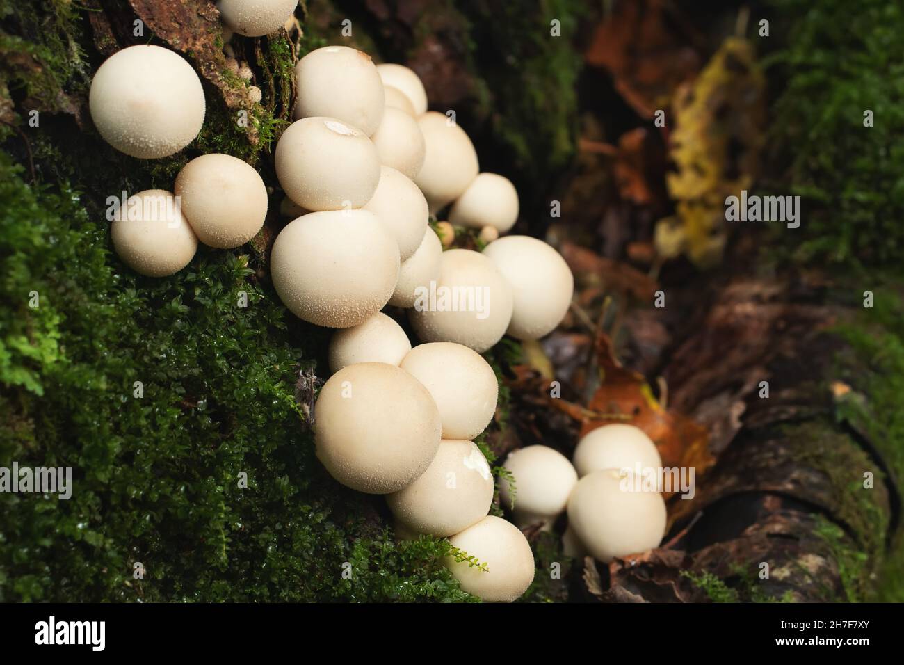 Gruppo di funghi licoperdon commestibili noti come palla di palla cresce su un ceppo di albero nella foresta Foto Stock