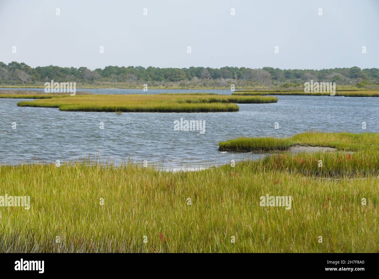 La vista della zona umida vicino Assateague Island, Maryland, Stati Uniti Foto Stock