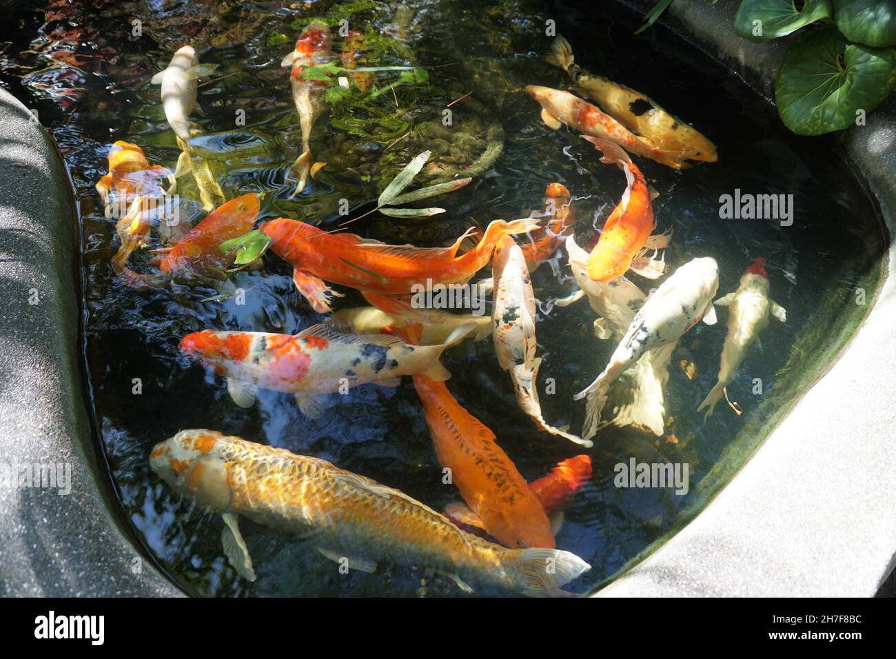 Colori e forme miste di pesci koi sulla superficie di un laghetto Foto Stock