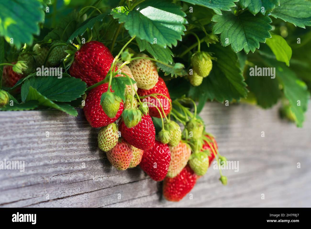 Mazzo di fragole mature appese al bordo di un letto di legno Foto Stock