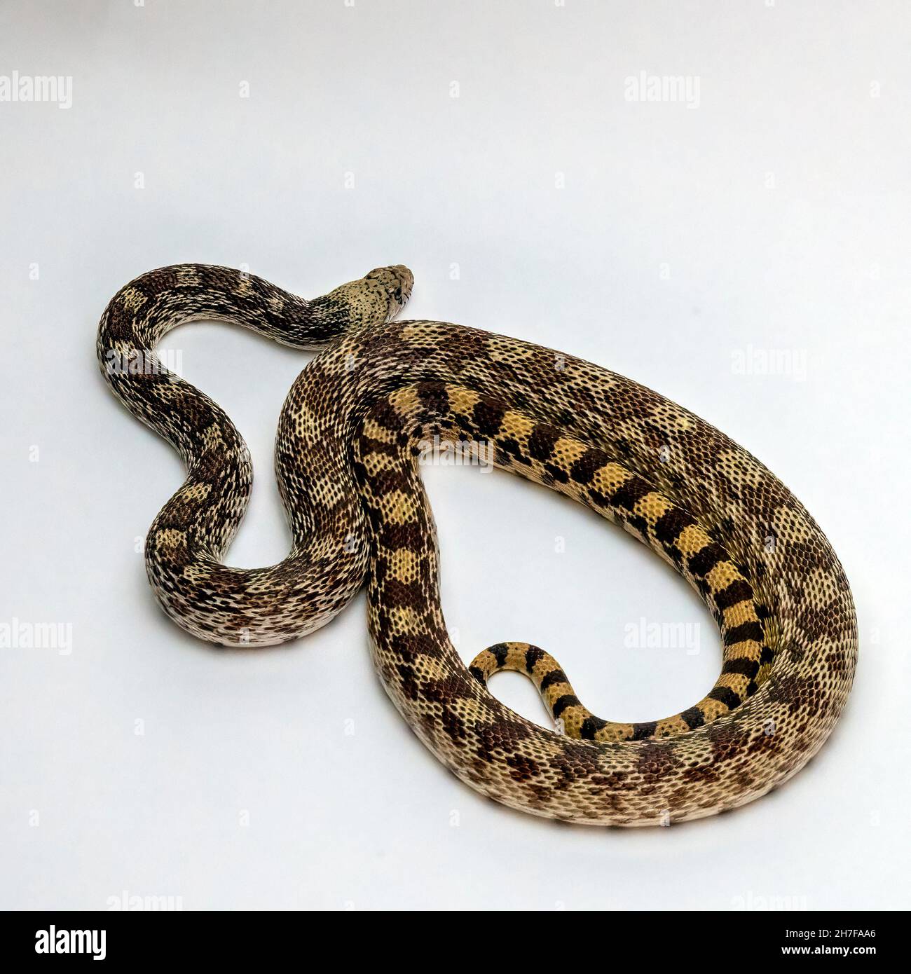 Gopher Snake isolato su uno sfondo bianco Foto Stock