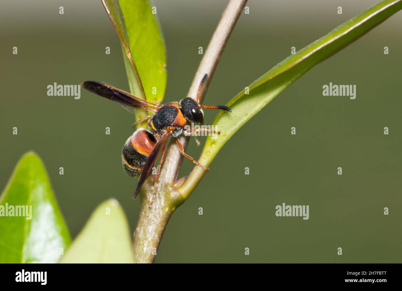 Mason Wasp rosso e nero (Pachodynerus erynnis) attivo su arbusti da giardino. Noto anche come Pachodynero, con il marchio rosso, nella famiglia Vespidae. Foto Stock