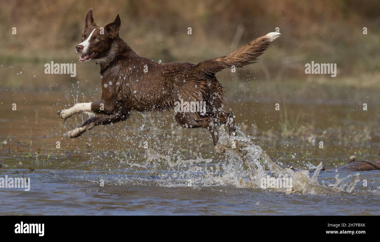 Cioccolato bordo collie, cane domestico, Canis familiaris, giocando in acqua Foto Stock