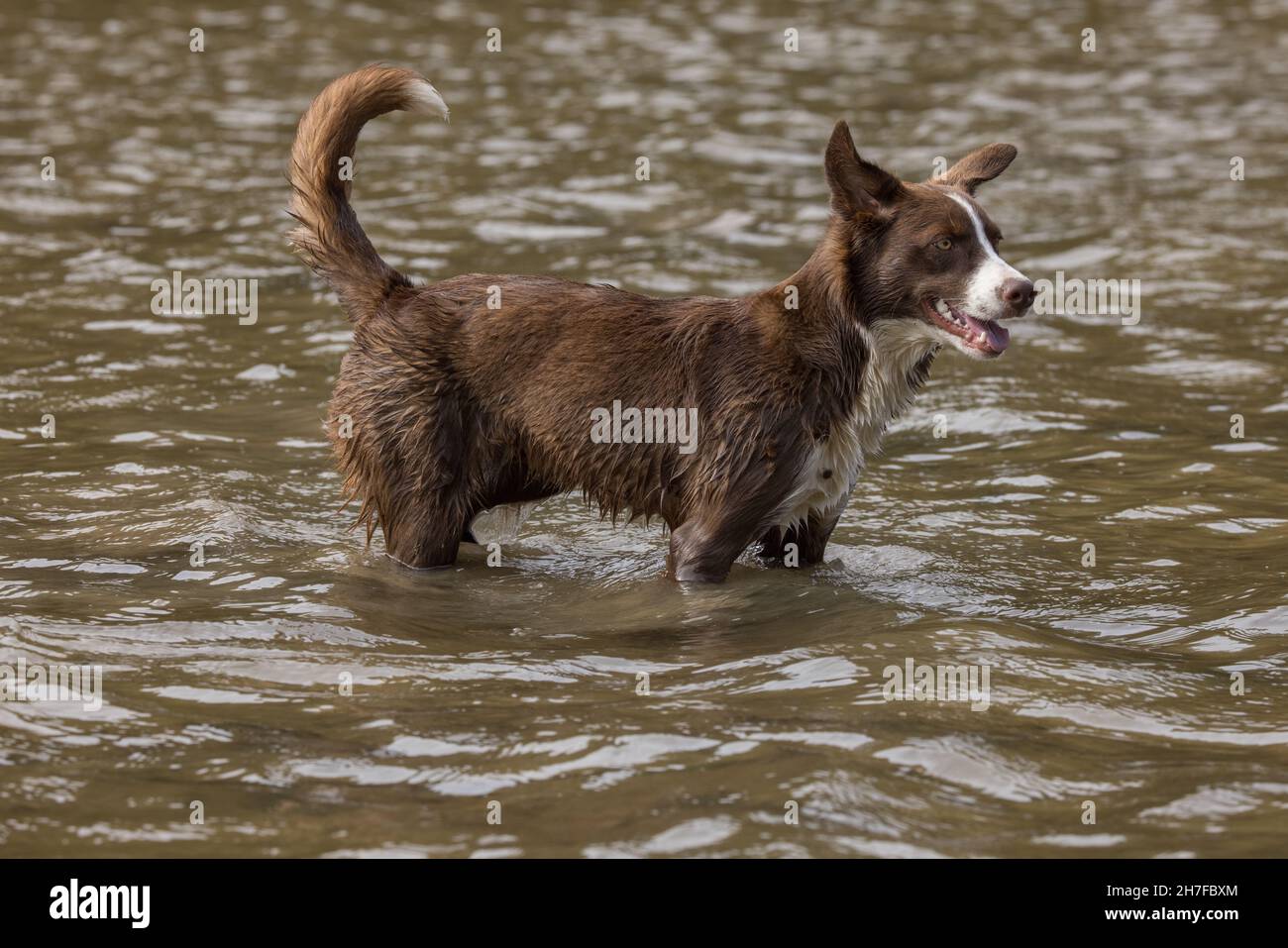 Cioccolato bordo collie, cane domestico, Canis familiaris, giocando in acqua Foto Stock