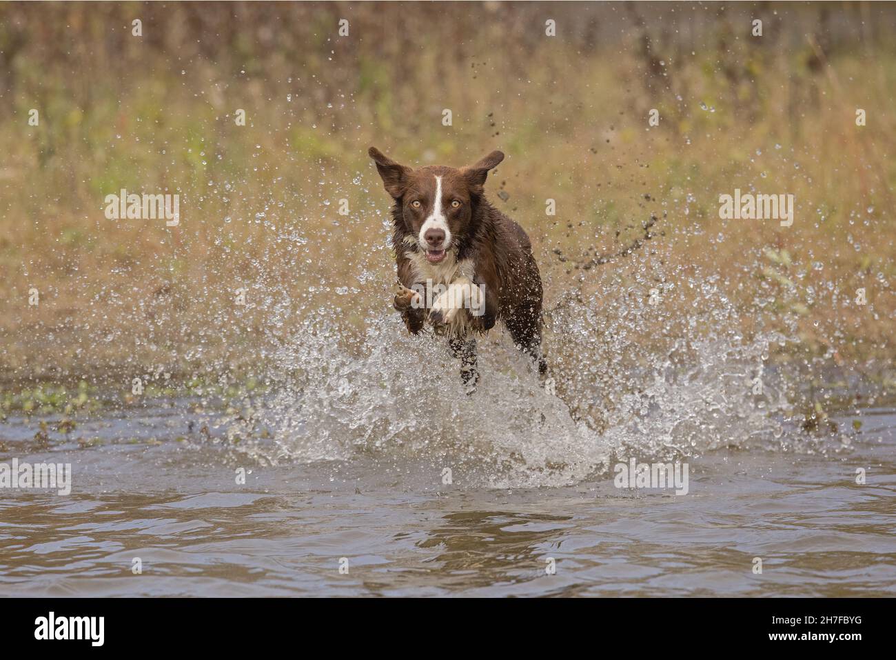 Cioccolato bordo collie, cane domestico, Canis familiaris, giocando in acqua Foto Stock