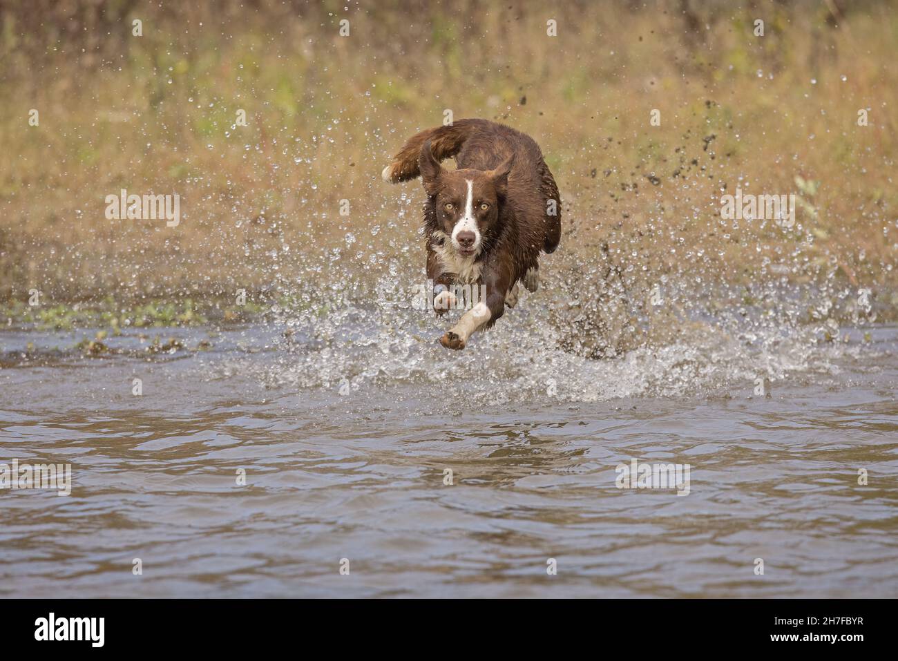Cioccolato bordo collie, cane domestico, Canis familiaris, giocando in acqua Foto Stock