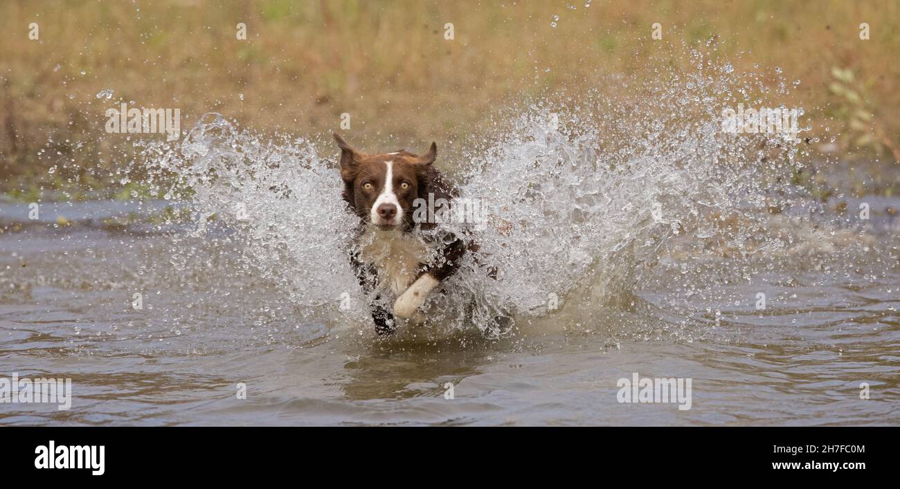 Cioccolato bordo collie, cane domestico, Canis familiaris, giocando in acqua Foto Stock