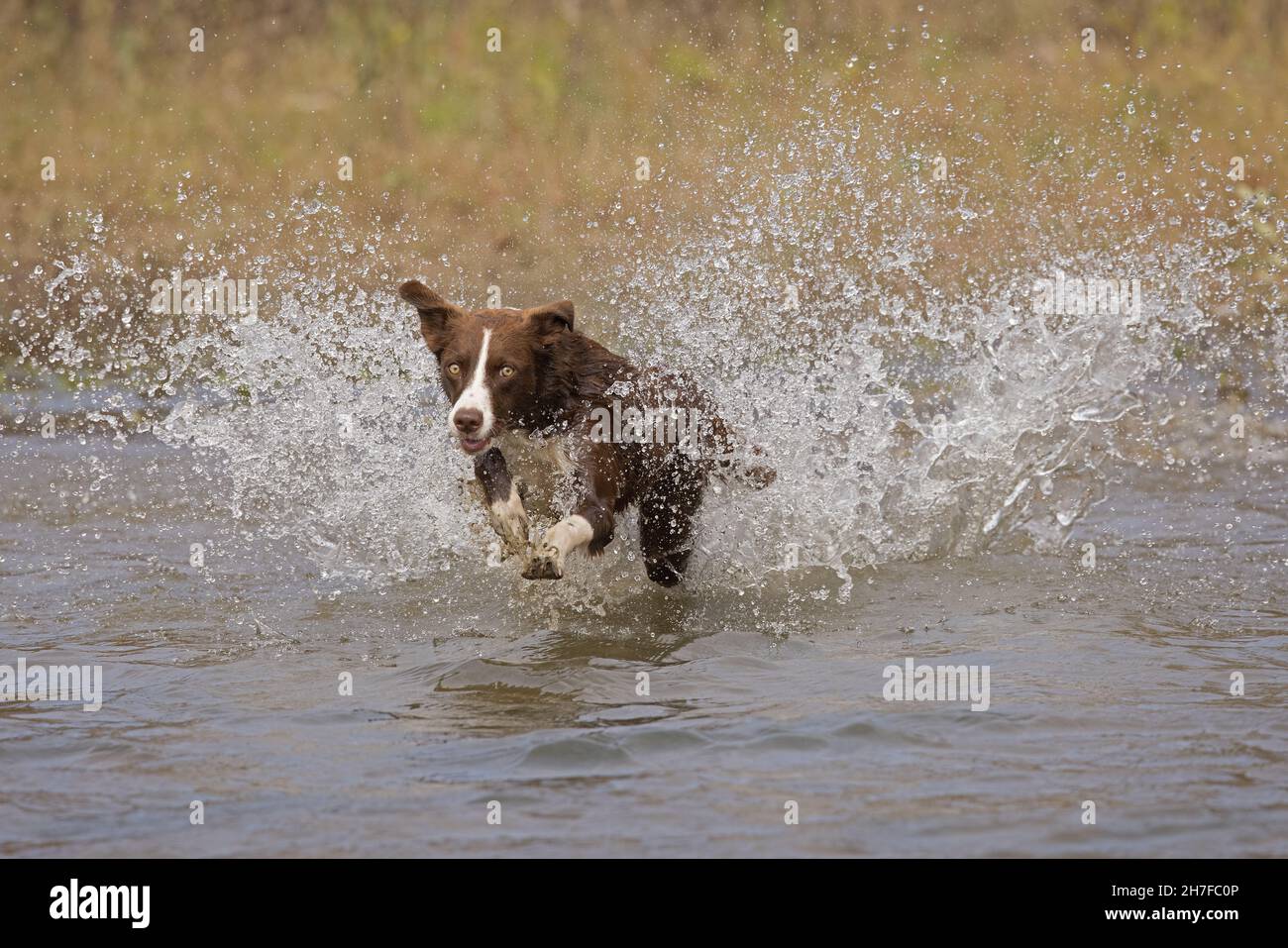 Cioccolato bordo collie, cane domestico, Canis familiaris, giocando in acqua Foto Stock