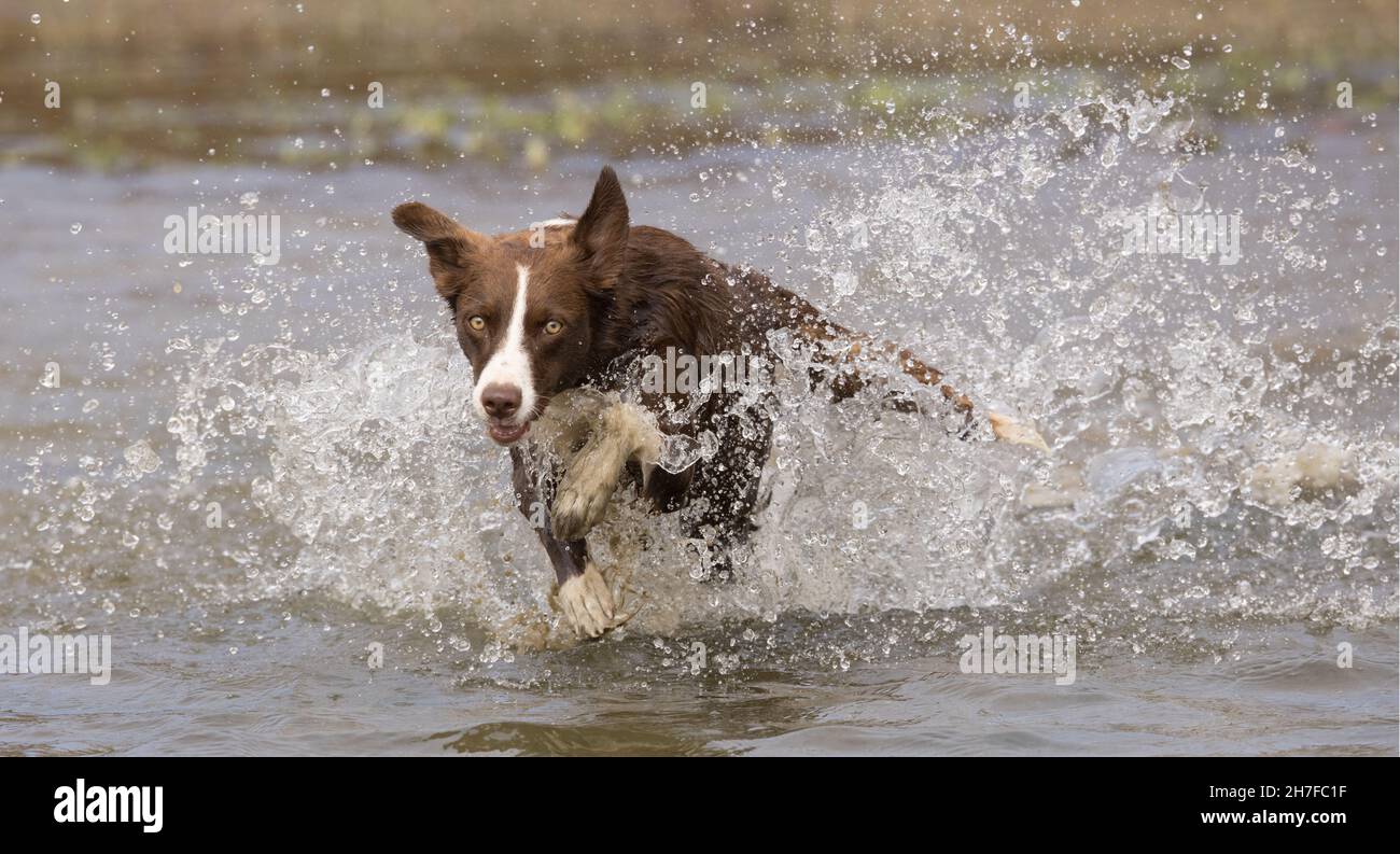 Cioccolato bordo collie, cane domestico, Canis familiaris, giocando in acqua Foto Stock