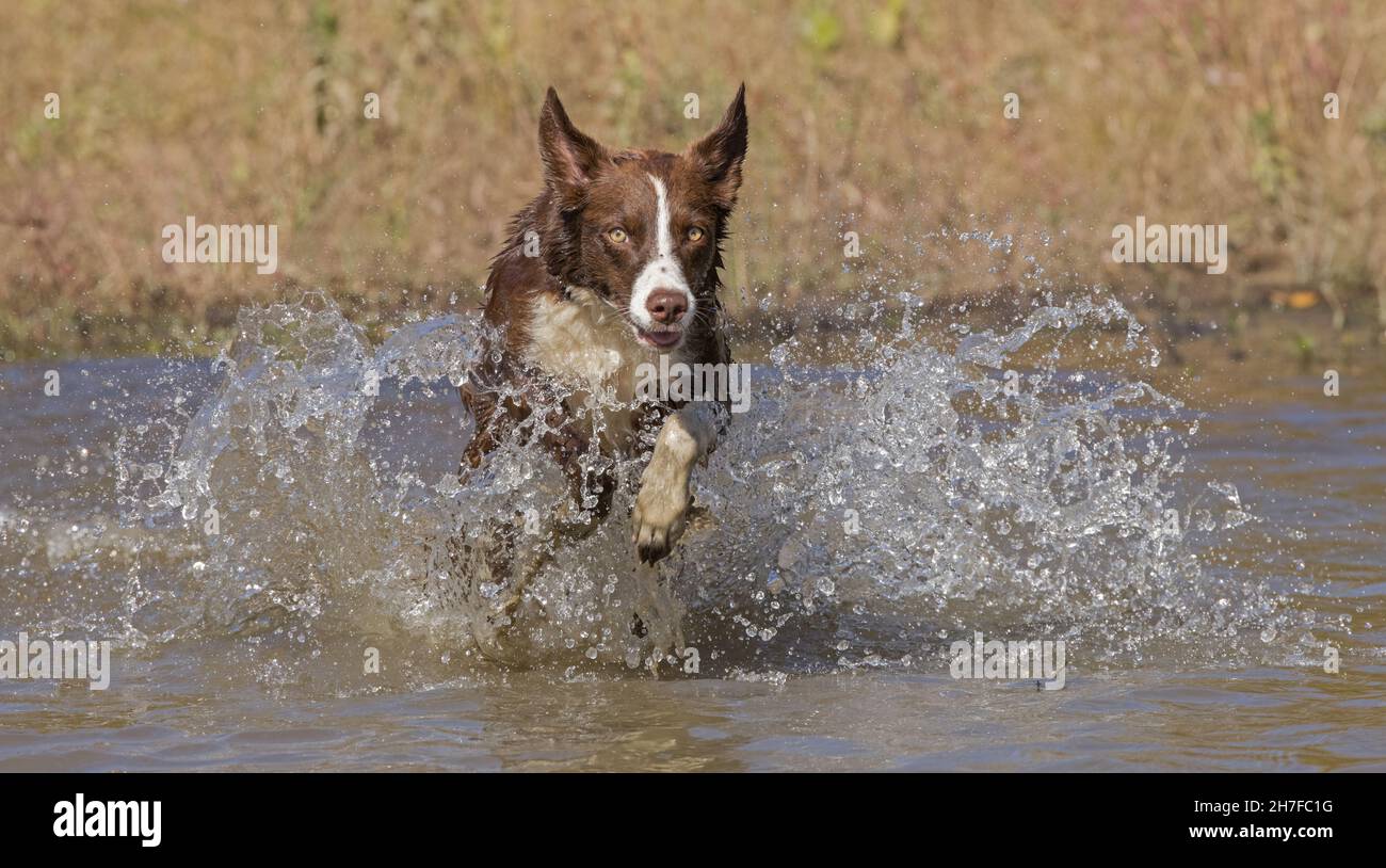 Cioccolato bordo collie, cane domestico, Canis familiaris, giocando in acqua Foto Stock