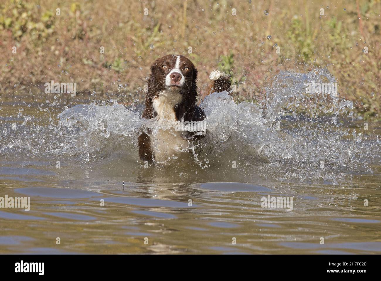 Cioccolato bordo collie, cane domestico, Canis familiaris, giocando in acqua Foto Stock