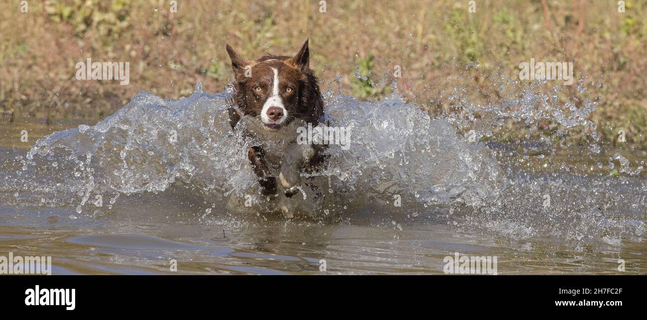 Cioccolato bordo collie, cane domestico, Canis familiaris, giocando in acqua Foto Stock