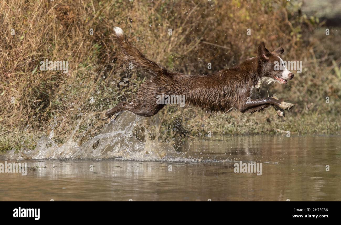 Cioccolato bordo collie, cane domestico, Canis familiaris, giocando in acqua Foto Stock