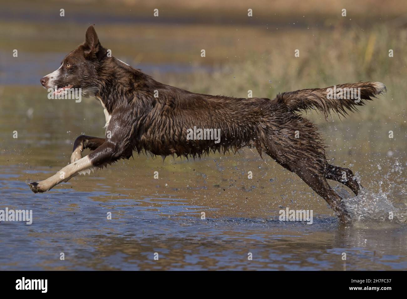 Cioccolato bordo collie, cane domestico, Canis familiaris, giocando in acqua Foto Stock