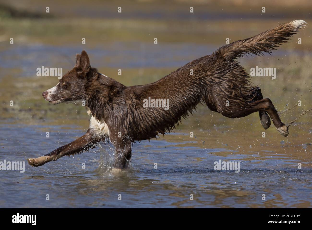 Cioccolato bordo collie, cane domestico, Canis familiaris, giocando in acqua Foto Stock
