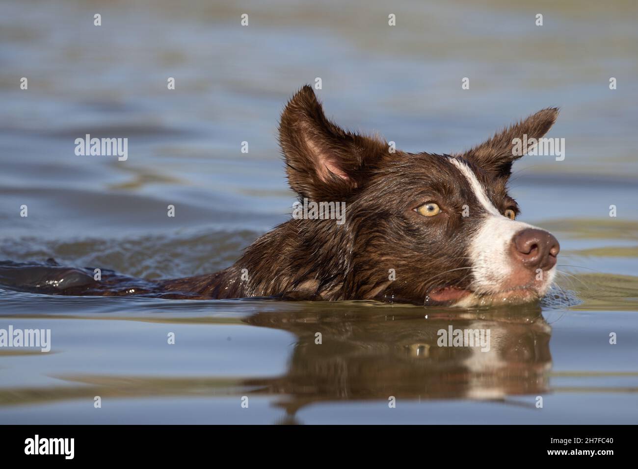 Cioccolato bordo collie, cane domestico, Canis familiaris, giocando in acqua Foto Stock