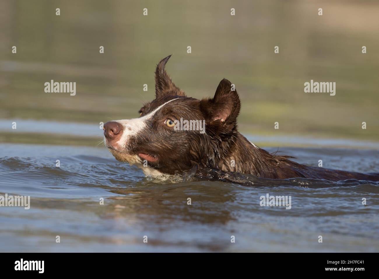 Cioccolato bordo collie, cane domestico, Canis familiaris, giocando in acqua Foto Stock