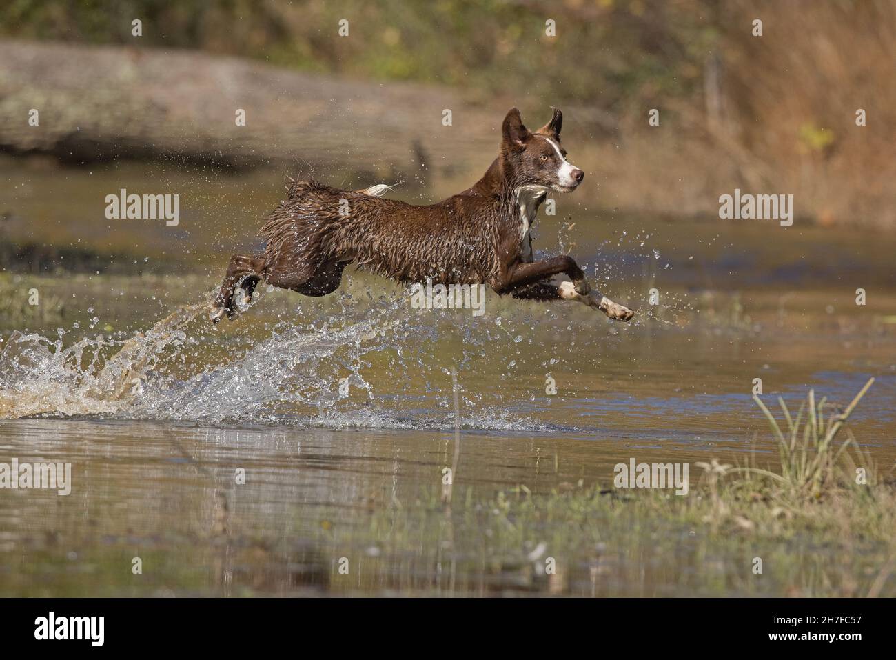 Cioccolato bordo collie, cane domestico, Canis familiaris, giocando in acqua Foto Stock