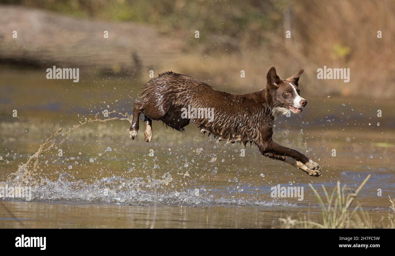 Cioccolato bordo collie, cane domestico, Canis familiaris, giocando in acqua Foto Stock