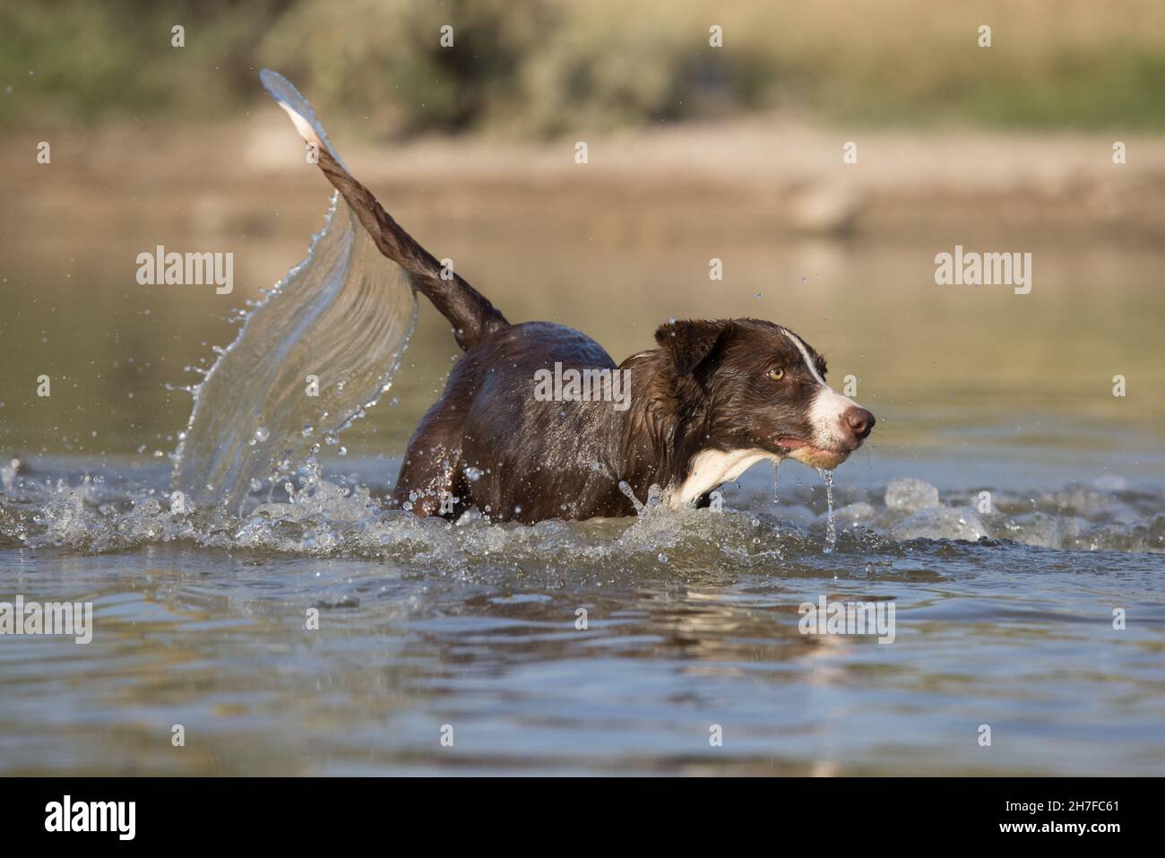 Cioccolato bordo collie, cane domestico, Canis familiaris, giocando in acqua Foto Stock