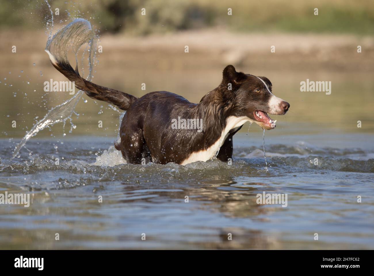 Cioccolato bordo collie, cane domestico, Canis familiaris, giocando in acqua Foto Stock