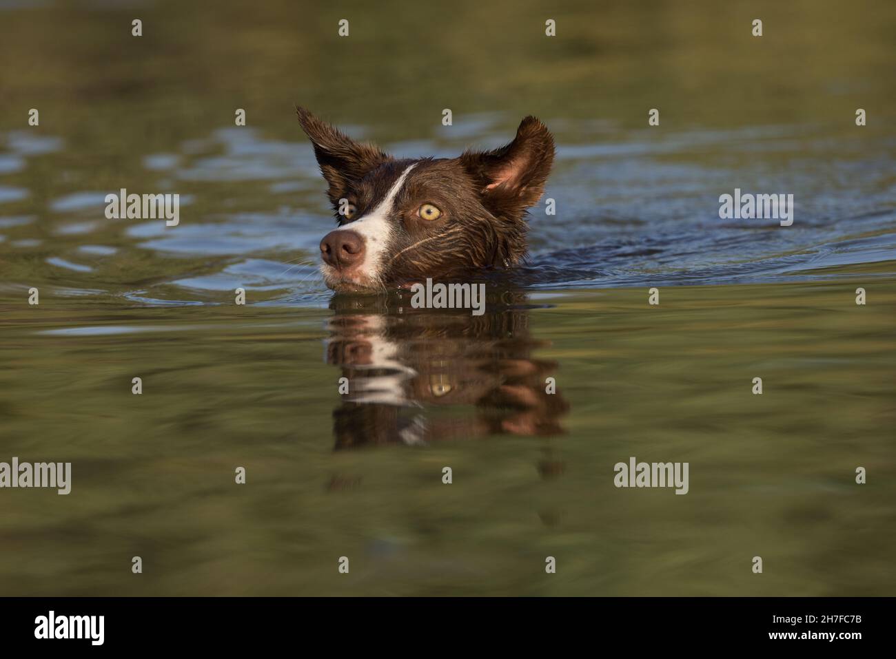 Cioccolato bordo collie, cane domestico, Canis familiaris, giocando in acqua Foto Stock