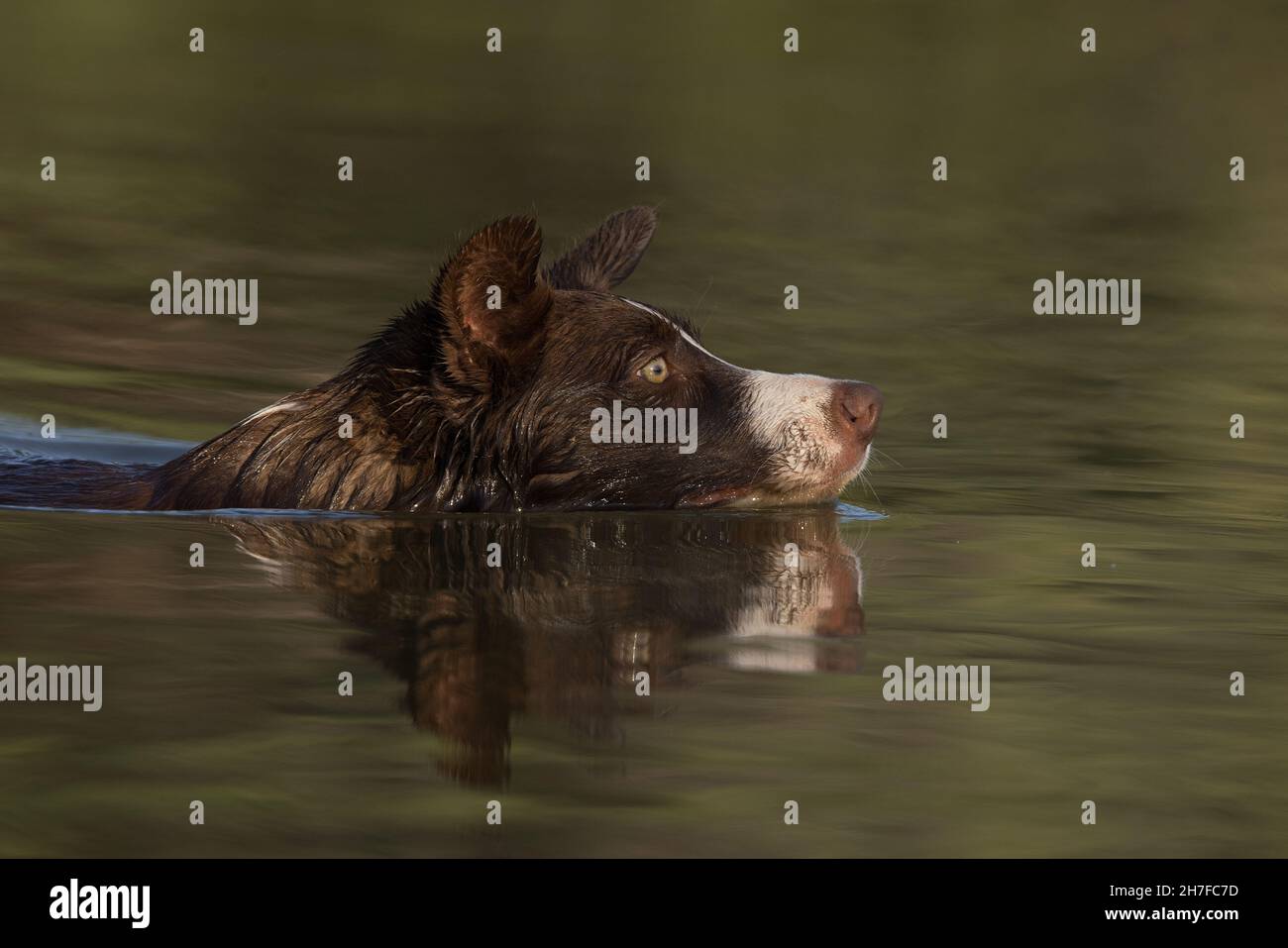 Cioccolato bordo collie, cane domestico, Canis familiaris, giocando in acqua Foto Stock