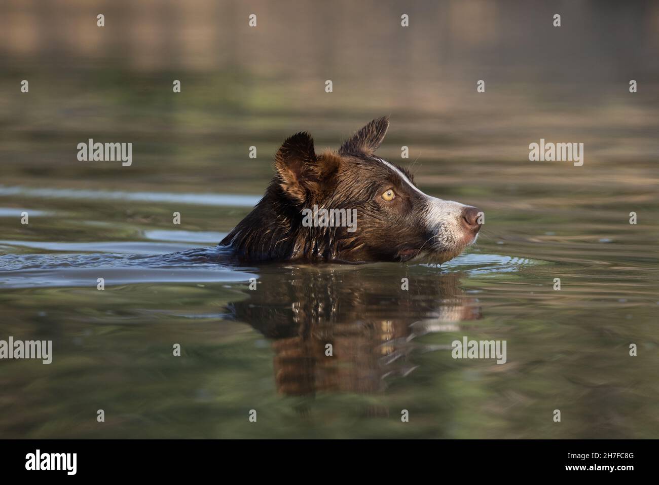 Cioccolato bordo collie, cane domestico, Canis familiaris, giocando in acqua Foto Stock