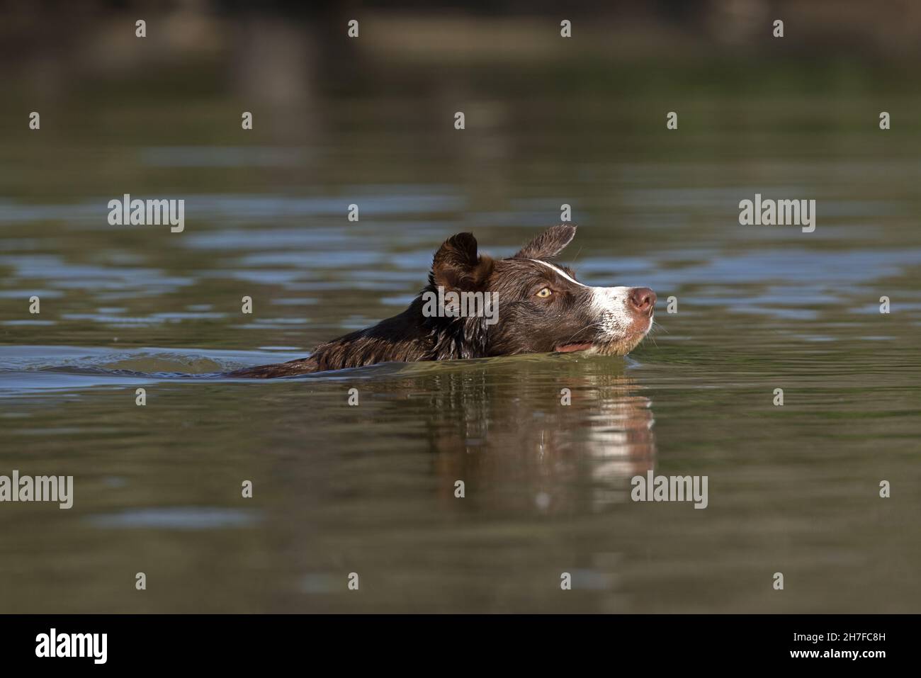 Cioccolato bordo collie, cane domestico, Canis familiaris, giocando in acqua Foto Stock
