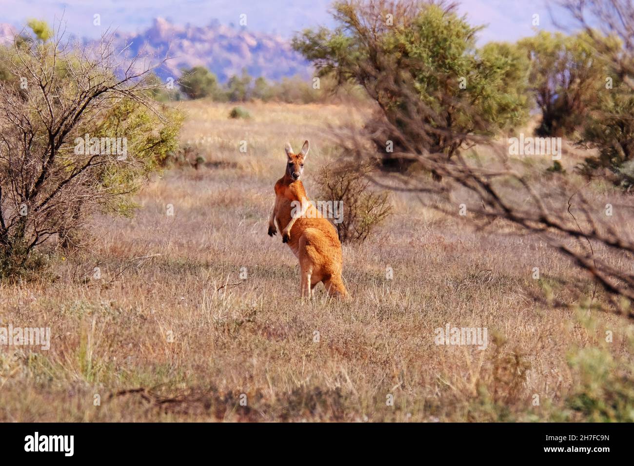 Kangaroo nelle gamme di Flinders in Australia Meridionale Foto Stock