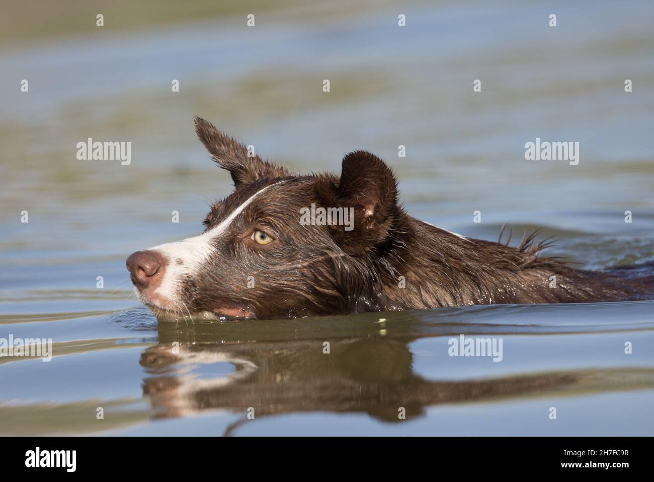 Cioccolato bordo collie, cane domestico, Canis familiaris, giocando in acqua Foto Stock