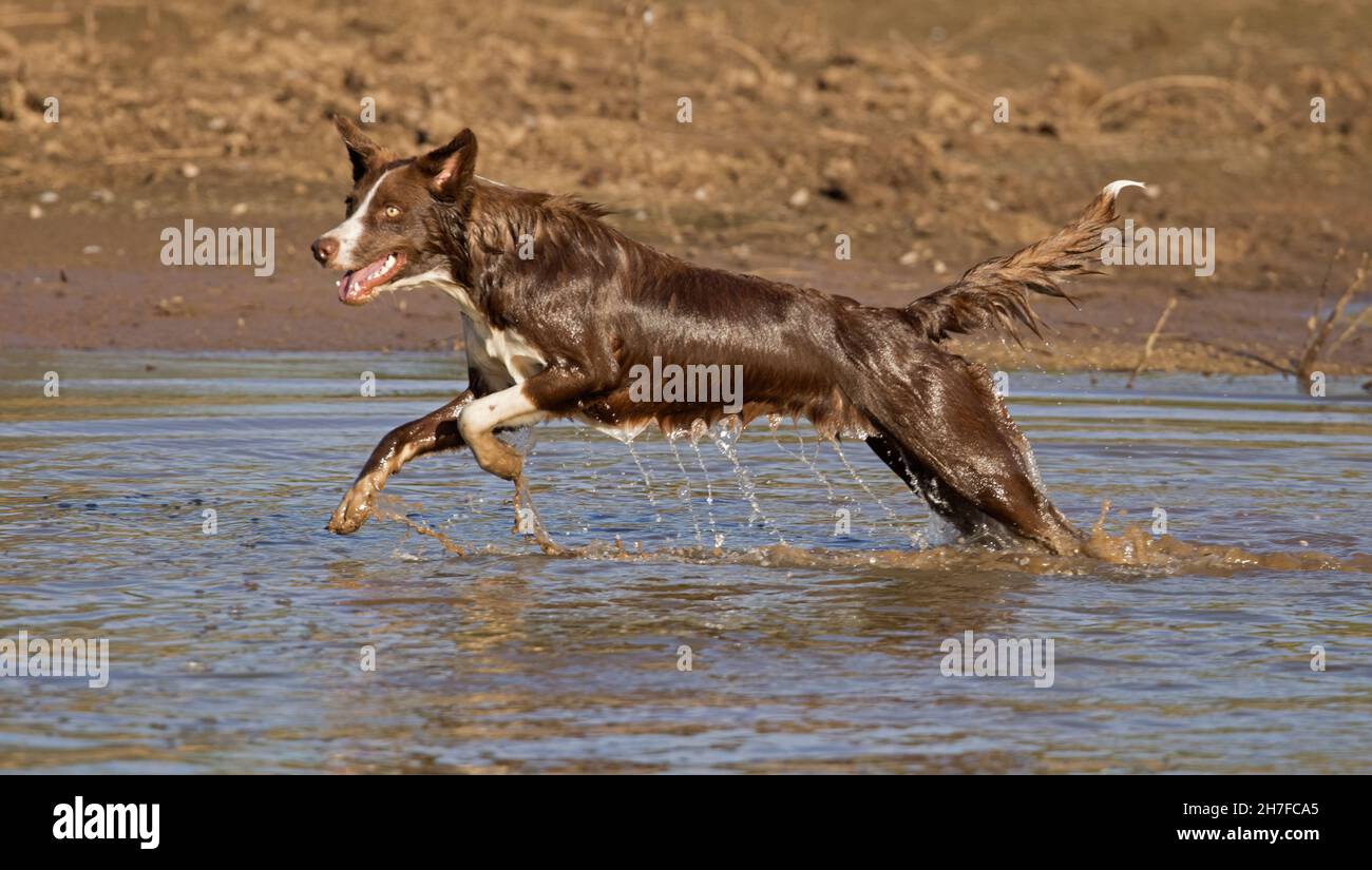 Cioccolato bordo collie, cane domestico, Canis familiaris, giocando in acqua Foto Stock