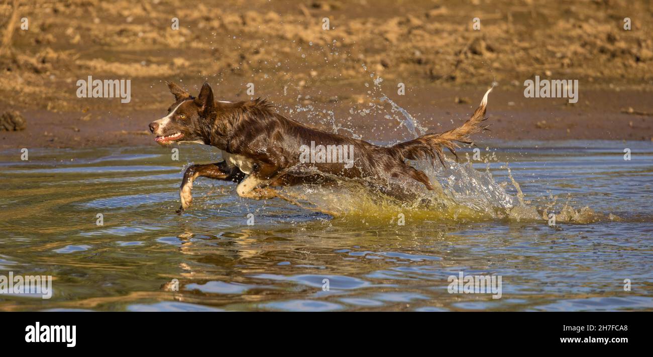 Cioccolato bordo collie, cane domestico, Canis familiaris, giocando in acqua Foto Stock