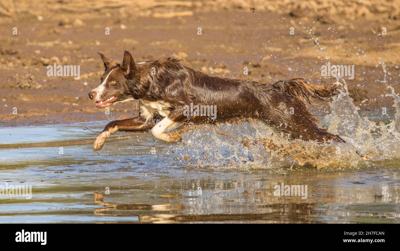Cioccolato bordo collie, cane domestico, Canis familiaris, giocando in acqua Foto Stock