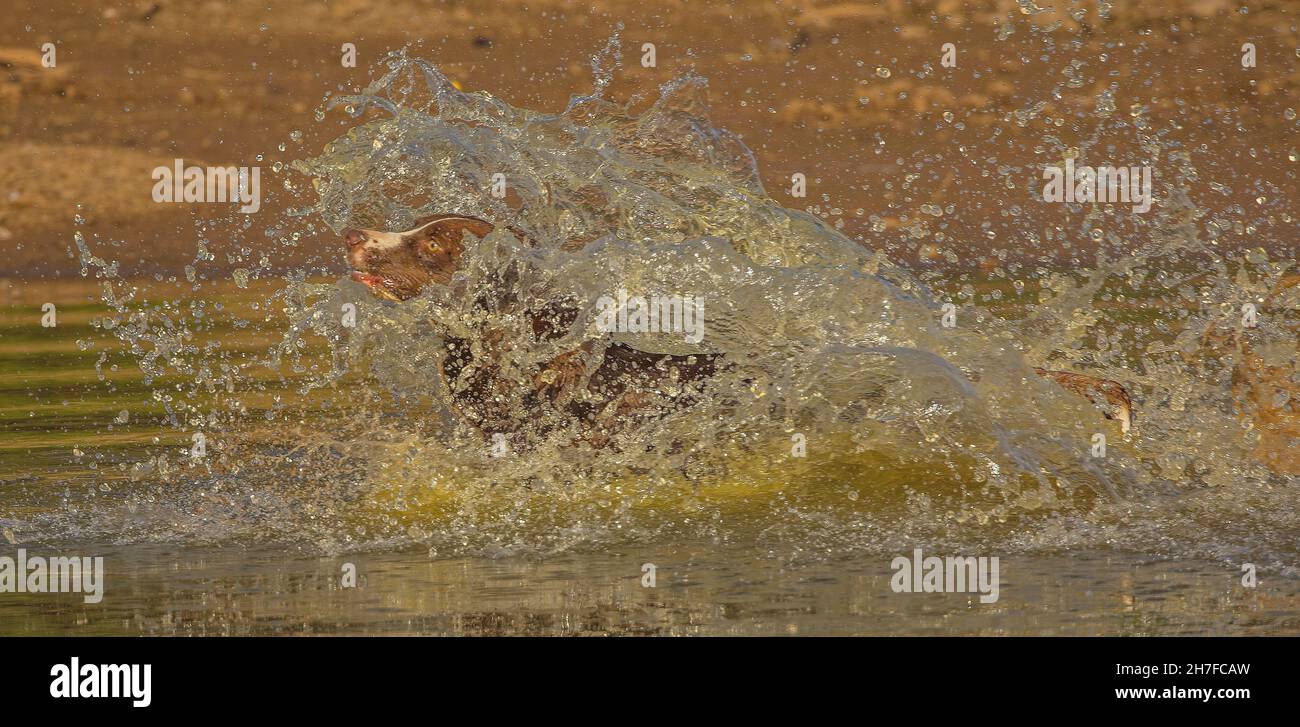 Cioccolato bordo collie, cane domestico, Canis familiaris, giocando in acqua Foto Stock
