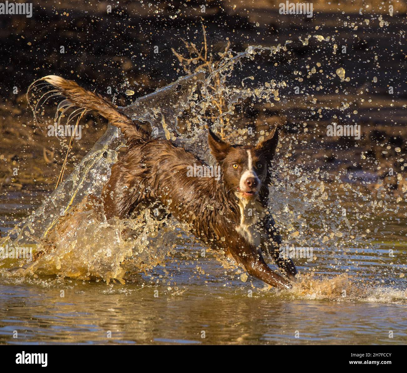 Cioccolato bordo collie, cane domestico, Canis familiaris, giocando in acqua Foto Stock