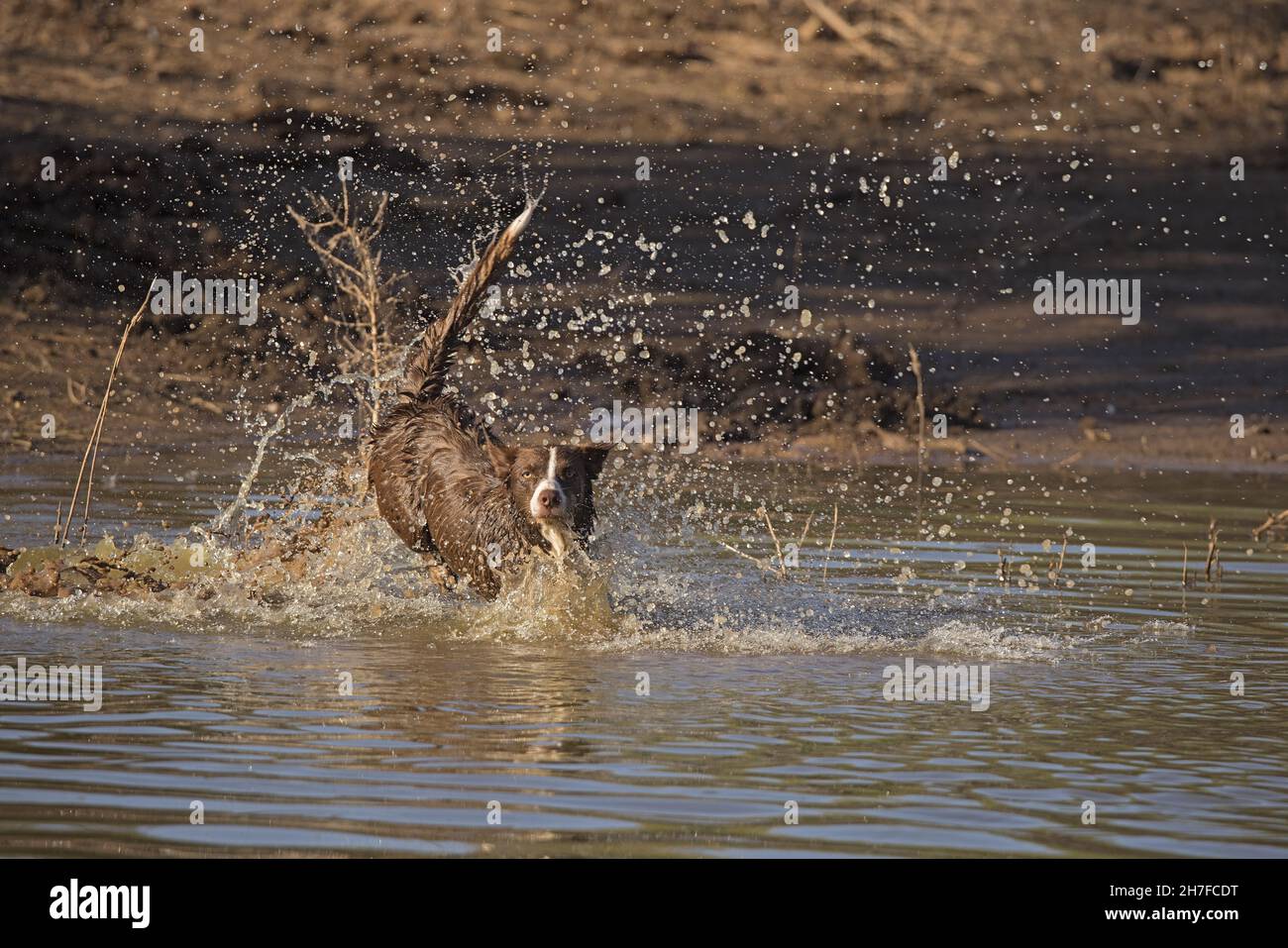 Cioccolato bordo collie, cane domestico, Canis familiaris, giocando in acqua Foto Stock