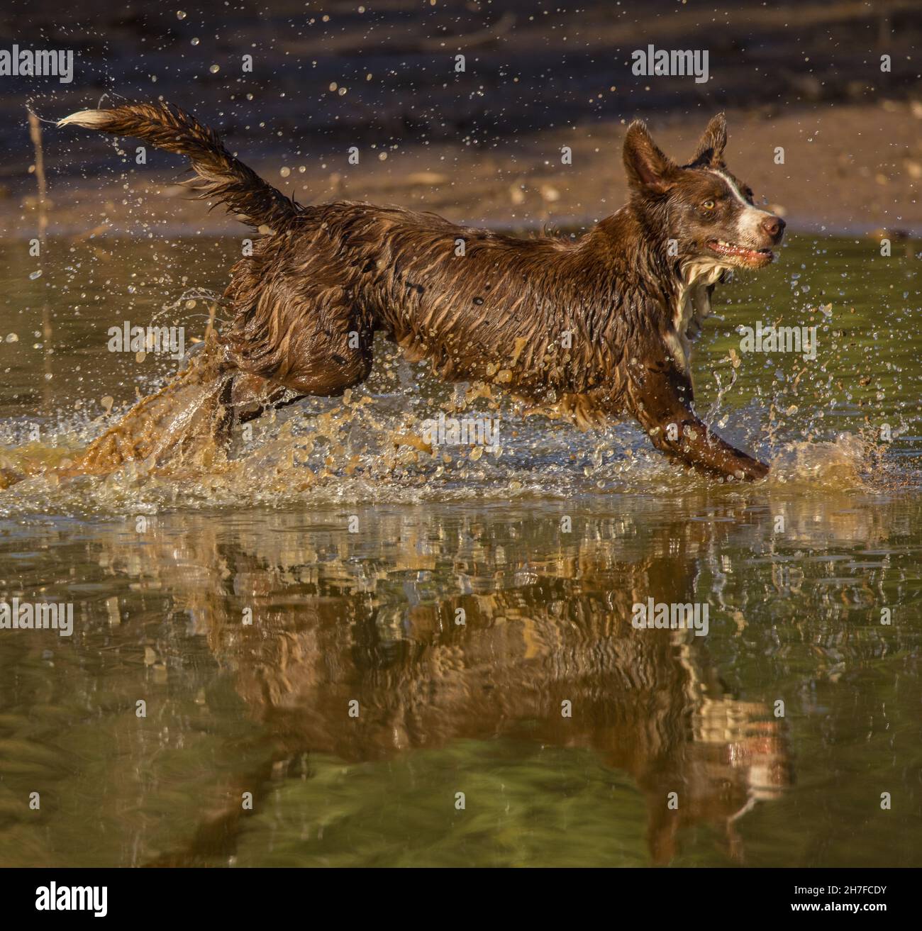 Cioccolato bordo collie, cane domestico, Canis familiaris, giocando in acqua Foto Stock