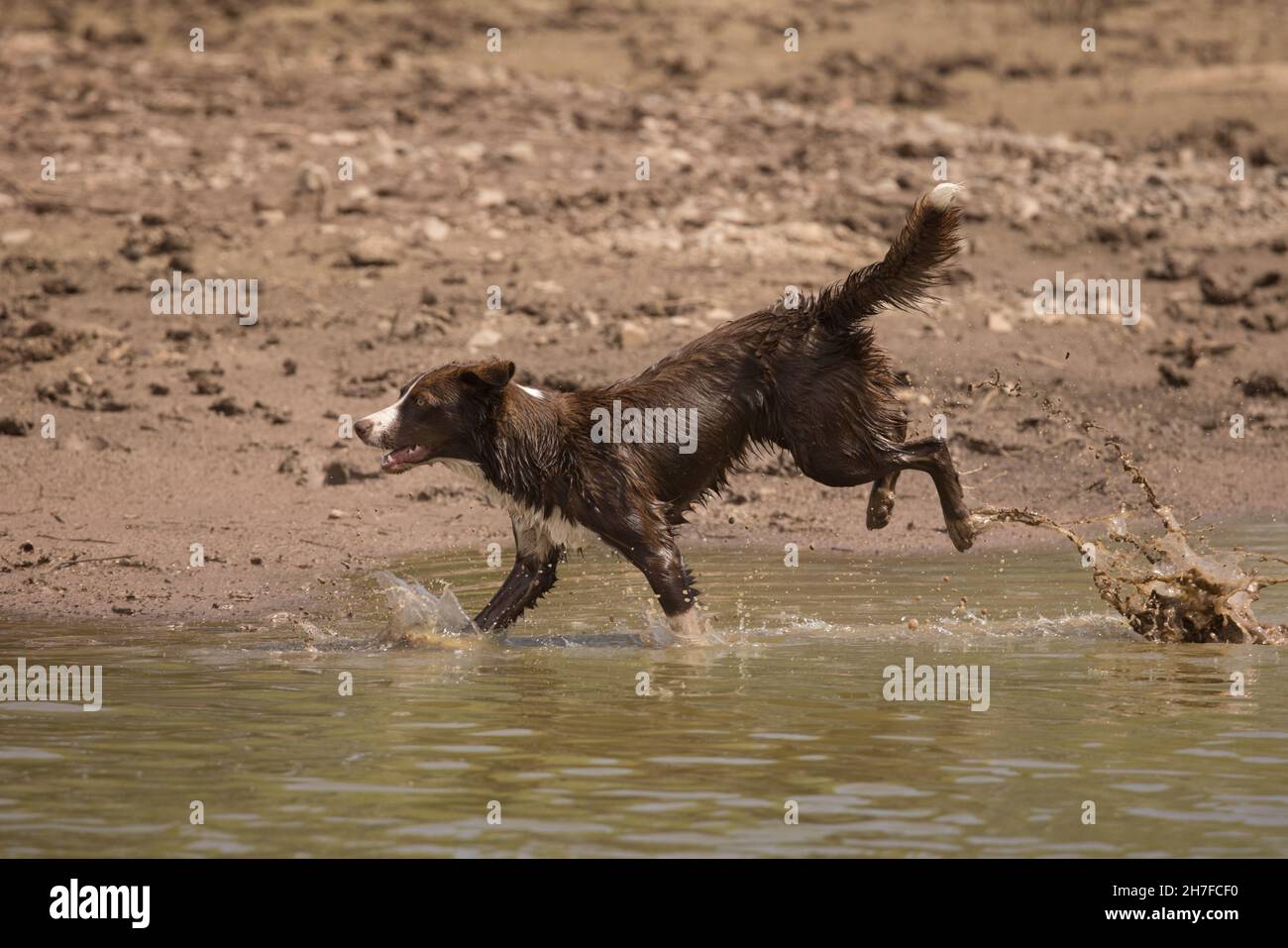 Cioccolato bordo collie, cane domestico, Canis familiaris, giocando in acqua Foto Stock
