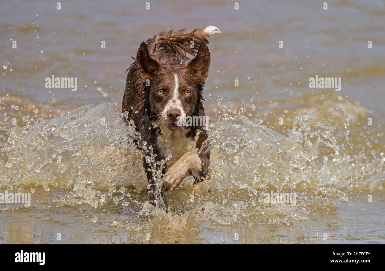 Cioccolato bordo collie, cane domestico, Canis familiaris, giocando in acqua Foto Stock