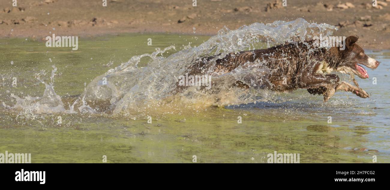 Cioccolato bordo collie, cane domestico, Canis familiaris, giocando in acqua Foto Stock