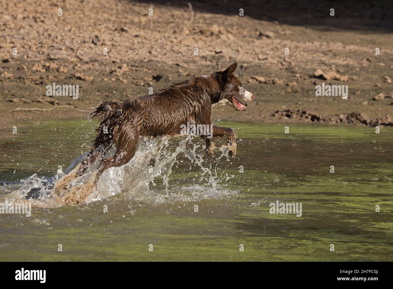 Cioccolato bordo collie, cane domestico, Canis familiaris, giocando in acqua Foto Stock