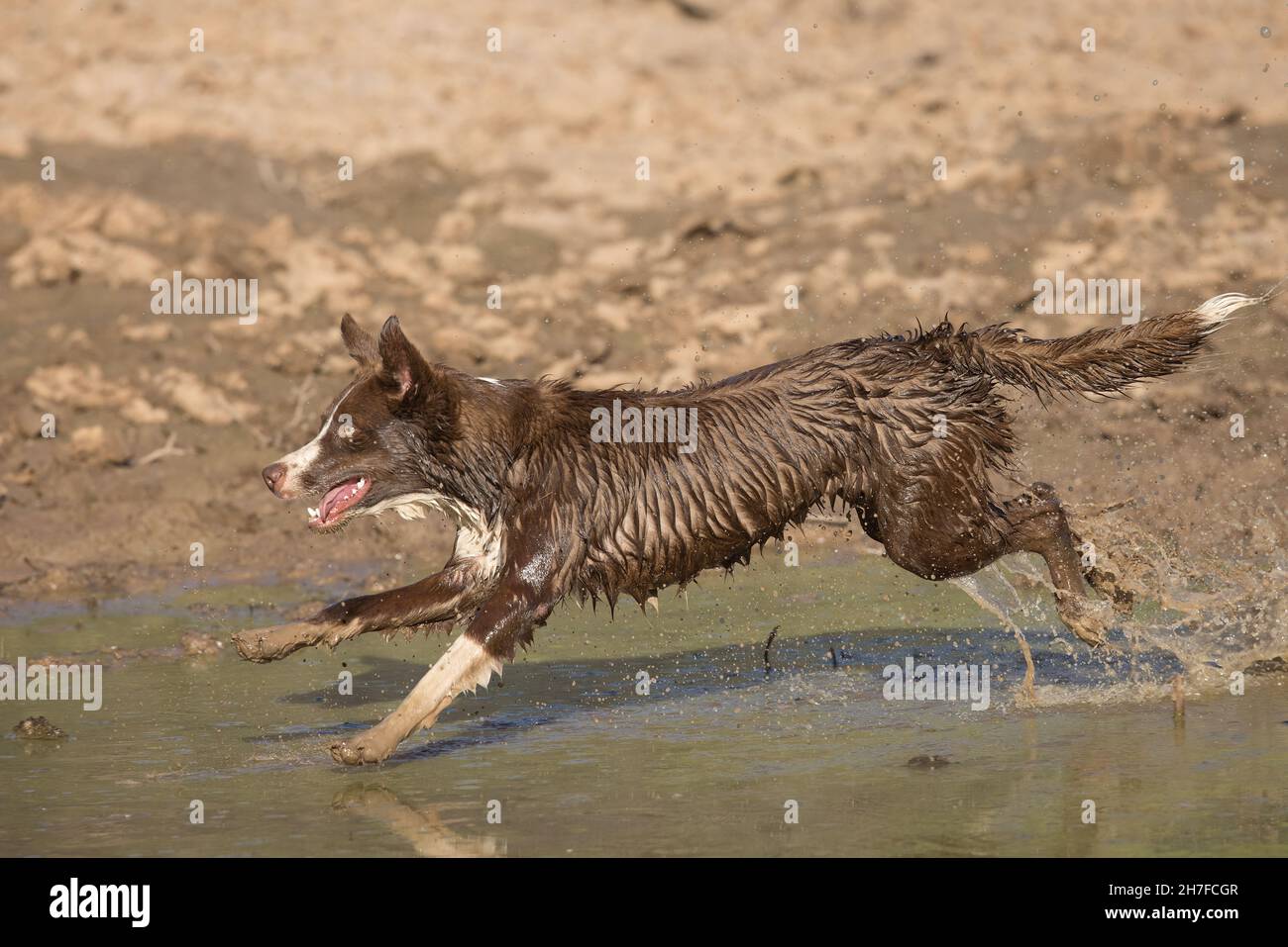 Cioccolato bordo collie, cane domestico, Canis familiaris, giocando in acqua Foto Stock