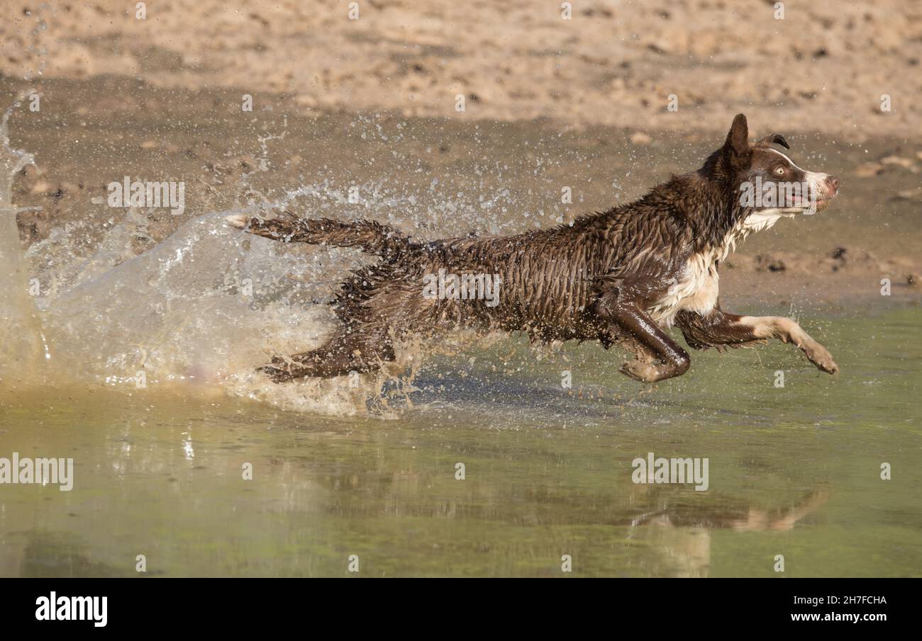Cioccolato bordo collie, cane domestico, Canis familiaris, giocando in acqua Foto Stock
