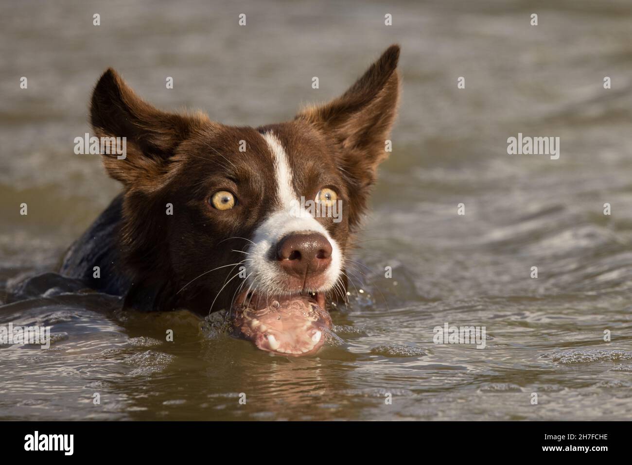 Cioccolato bordo collie, cane domestico, Canis familiaris, giocando in acqua Foto Stock