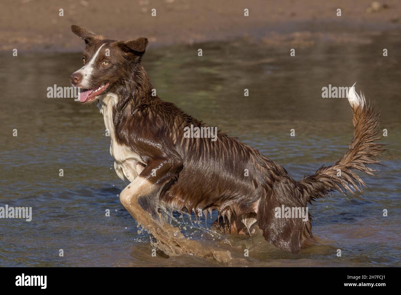 Cioccolato bordo collie, cane domestico, Canis familiaris, giocando in acqua Foto Stock
